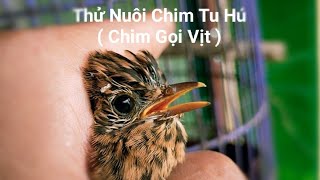 Nghe Lời Các Bạn Thử 1 Lần Nuôi Chim Tu Hú  Chim Gọi Vịt / Quế Nghịch