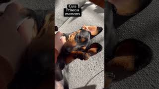 Throwback Thursday cuteness by Princess Grace, the Royal Dachshund 367 views 12 days ago 1 minute, 7 seconds