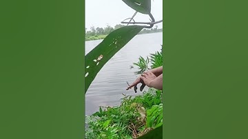 viral videos shorts #shortvideo #fishing #viral