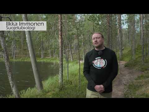 Video: Mitä tarkoittaa vanha metsä?