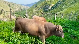 Дагестанские быки  / резвящийся бык / почти ММА