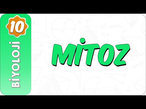 10. Sınıf Biyoloji | Mitoz