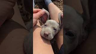 How is it possible that a puppy has rabbit&#39;s ears! 😁❤️😍#weimaraners #puppies