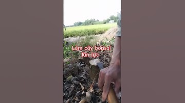 Ra vườn làm cây sung bonsai lùn lực #bonsaisaigon #shortvideo #bonsai #caycanh