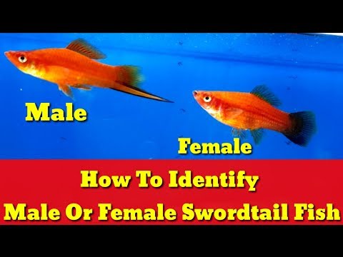 Video: How To Tell A Female Swordtail From A Male
