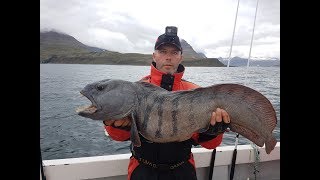 Рыбалка в Исландии,ловим монстров!!! зубатка!!!