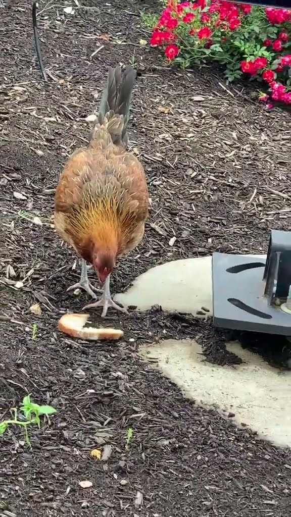 Fresh Fast Food || ViralHog