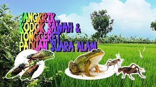 🎧  SUARA kodok sawah,jangkrik dan tonggeret