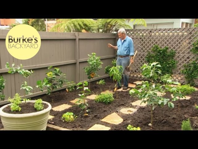 Columnar Apples – Growing Fruits in the Small Home Orchard