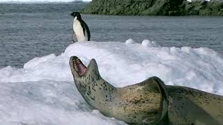 The Sea Leopard's Deadly Hunt in the Antarctic Ocean