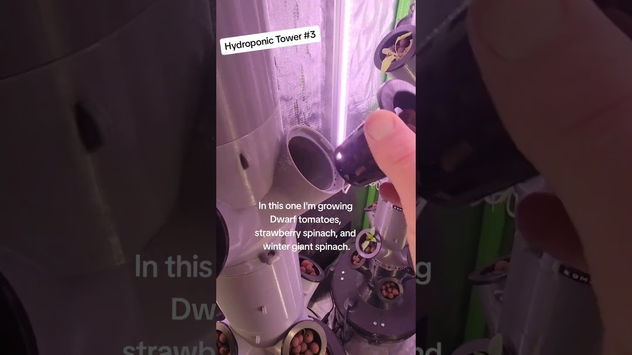 Setting up the third hydroponic tower in our 3x3 grow tent experiment.