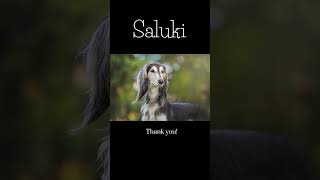 Saluki the mysticallooking creature