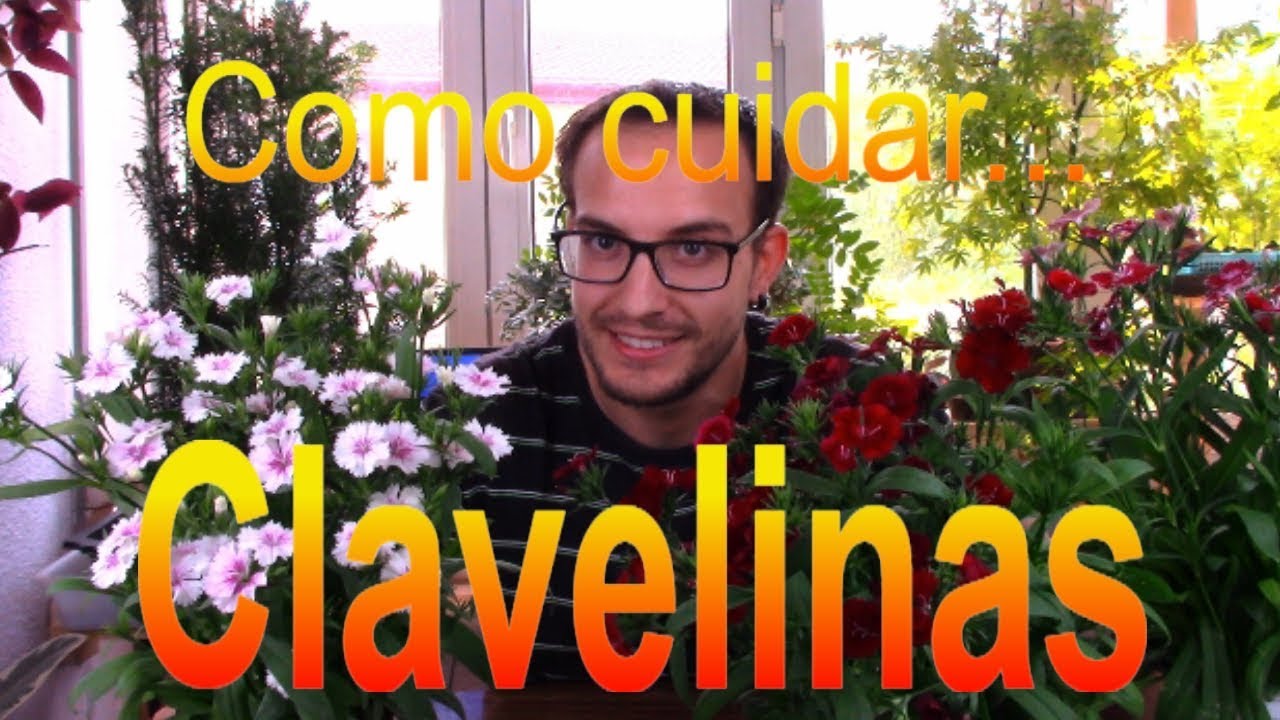 Cómo cuidar la clavelina o clavellina (Dianthus Chinensis) - YouTube