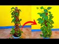 सूखे Money plant को हरा- भरा कैसे करें | how to make bushy money plant ko ghana kaise kare ||