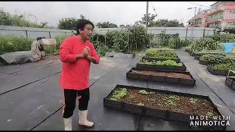 ABCT2S01 2020 v4 hongchi new lovefarm video