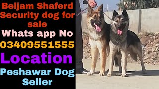 Beljam Shaferd Pair For Sale Security Dog 03409551555 Call And Whats App