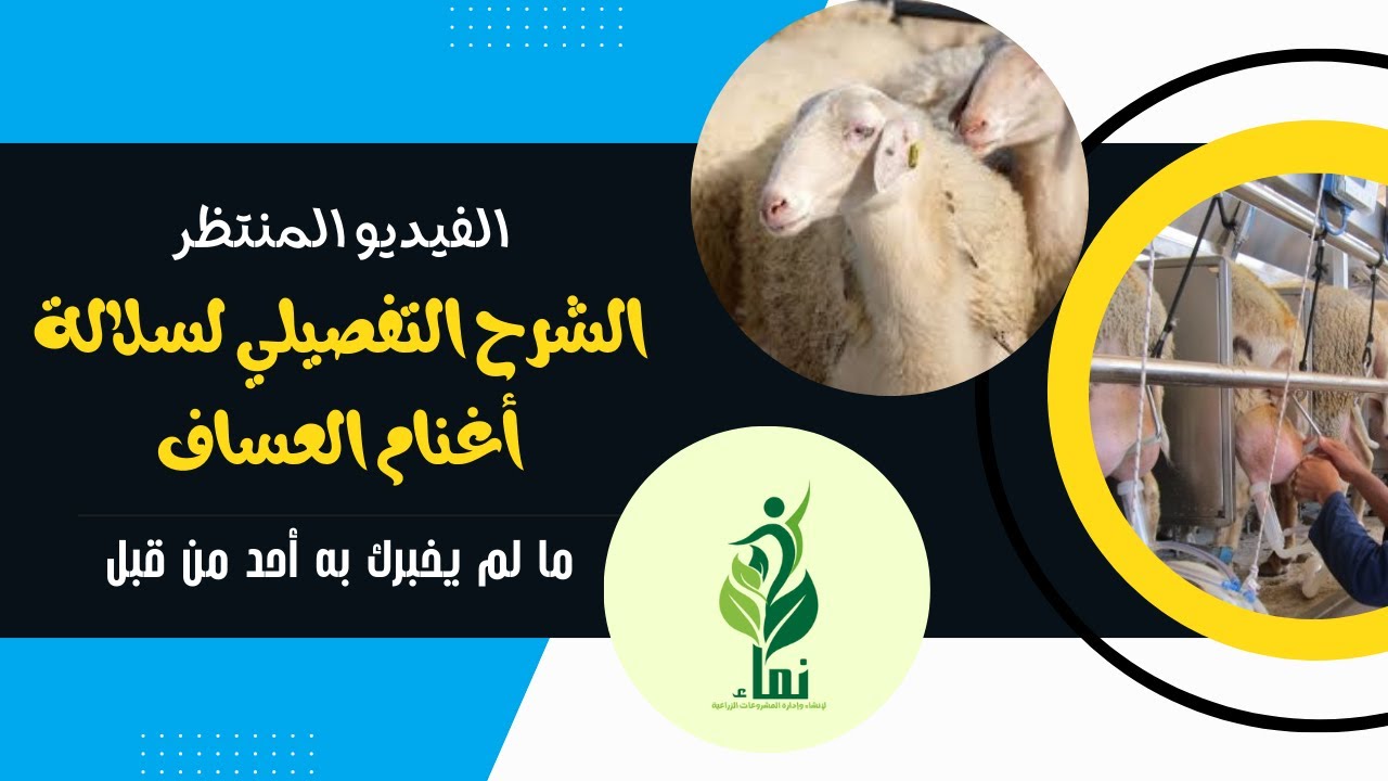 الشرح التفصيلي لسلالة أغنام العساف ما لم يخبرك به أحد من قبل