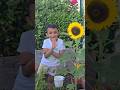 വിരിഞ്ഞവീട്ടിലെസൂര്യകാന്തി❤️#sunflower#lifeinitaly#familyvlogs#dailyvlogs#shorts#gardening