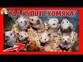 ГДЕ ЛУЧШЕ КУПИТЬ ХОМЯКА? РЫНОК? ЗООМАГАЗИН? ЗАВОДЧИК? / ХОМЯК / ГДЕ ЛУЧШИЕ ХОМКИ / АЛИСА ИЗИ