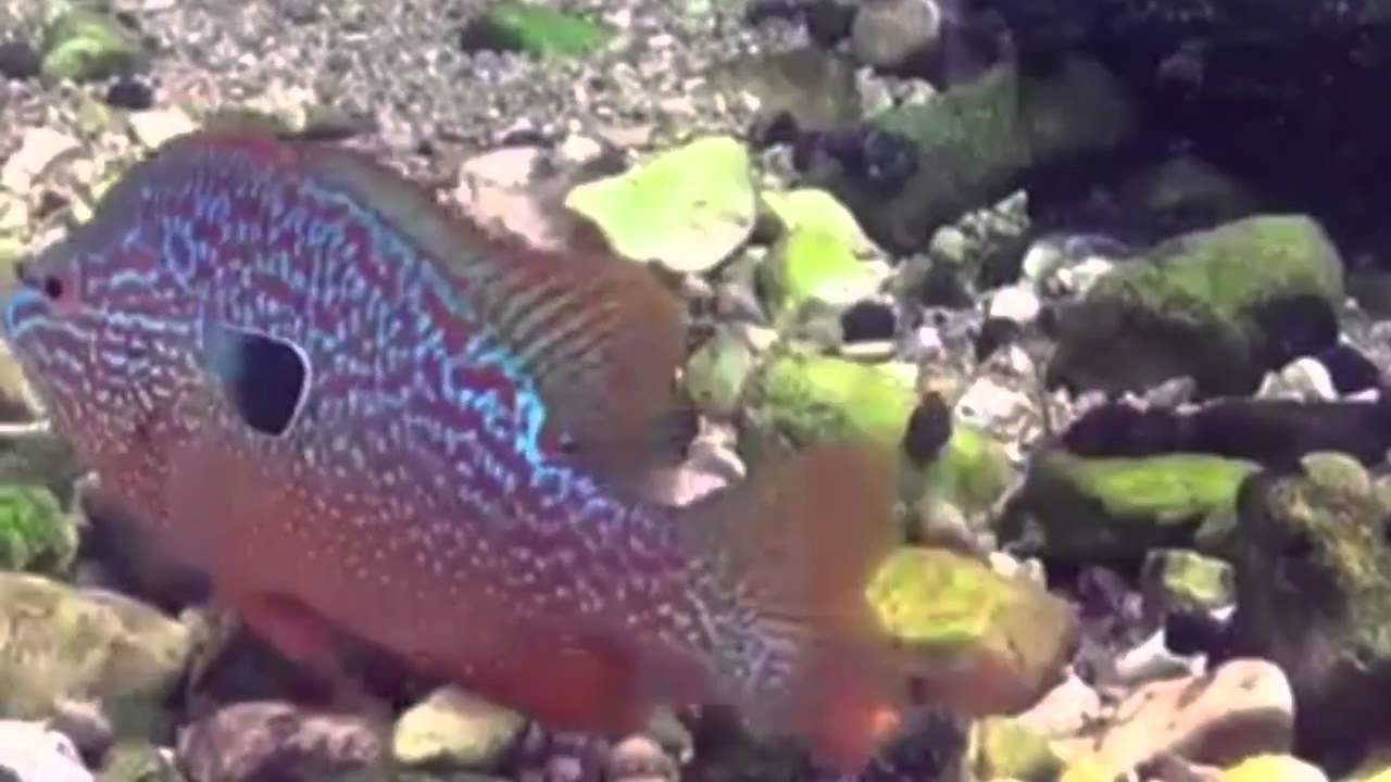 Окунь солнечный (Lepomis gibbosus) окунь ушастый аквариумные рыбки