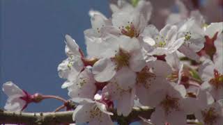 The Kokinshû.  Spring Poems. Part I, 46 - Anonymous - If only the plums’ scent / Оставьте сливы...