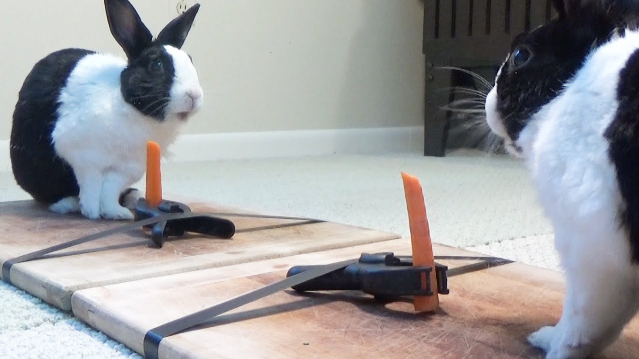Rabbit eating carrot has existential crisis YouTube