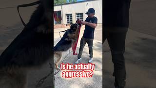 Is this German Shepherd Aggressive or reactive?