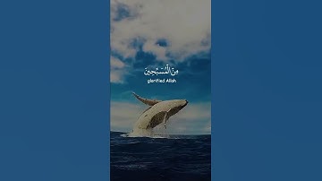 تلاوة عطرة بصوت القارئ عمير شميم