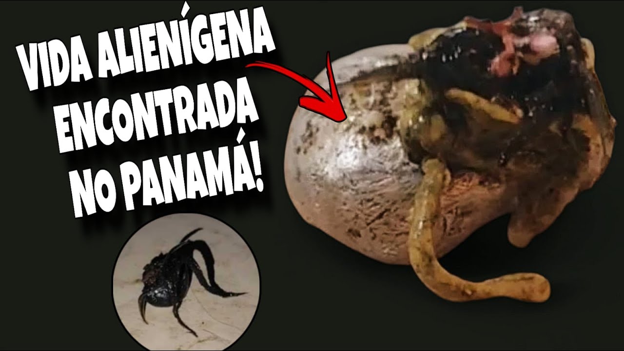 Meteorito Contendo Criatura Estranha é Encontrado no Panamá - YouTube