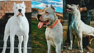 funny dogs compilation 😐😲😅#290 (Dogo Argentino)!!!!😲 by Doggy Lands 5 views 1 year ago 3 minutes, 1 second