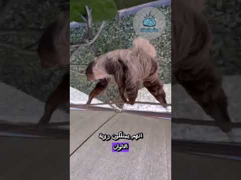 كل ما تحتاج معرفته عن حيوان الكسلان معلومات وحقائق مذهلة حيوان الكسلان عشوائيات