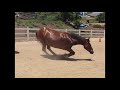Funny Horses Farting