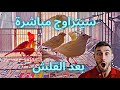 ٱنتهى غيار الريش عند طائر الكناري هل يتزاوج الكناري بعد غيار الريش