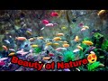 Beauty of nature coloured fishes beauty hunter 112
