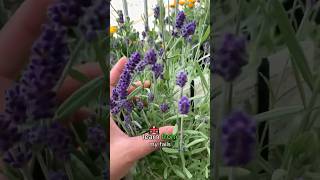 Grow Lavender From Seed - 5 Secrets They Dont Tell You