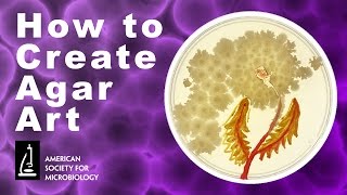 How to Create Agar Art with Living Microbes