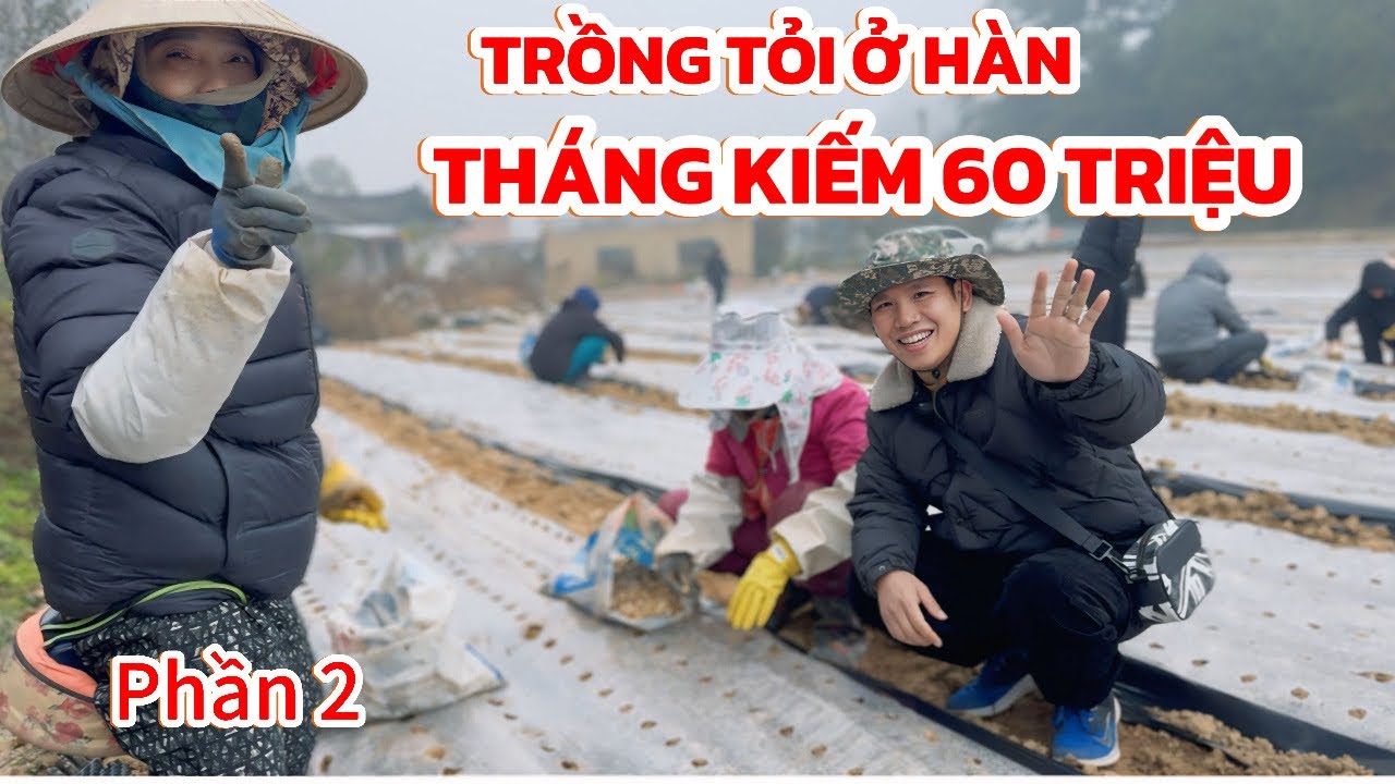 Phần 2 | Thực tế công việc trồng tỏi ở Hàn Quốc ngày kiếm hơn 2 triệu | Thi Hàn Quốc 