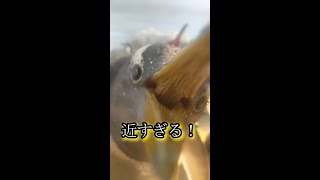 近すぎるジェンツーペンギン