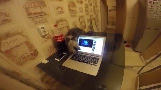 Мейн кун Шэри. Монтаж видео на Mac Book Air. Как он это делает? ))) Мейн кун Шэри. Монтаж видео на Mac Book Air. Как он это делает? )))