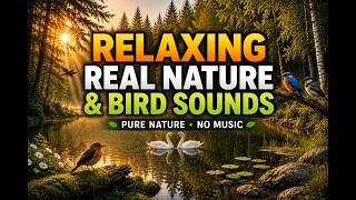 🌿 Peaceful Nature & Bird Sounds • Sonidos Relajantes de la Naturaleza y Pájaros