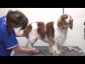 Grooming a Pet Welsh Springer Spaniel Using Carding, Clipping & Scissoring Techniques