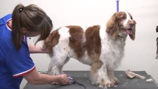 Grooming a Pet Welsh Springer Spaniel Using Carding, Clipping & Scissoring Techniques