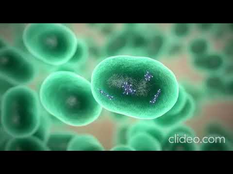 Video: Infecciones Bacterianas Resistentes A Antibióticos En Gatos
