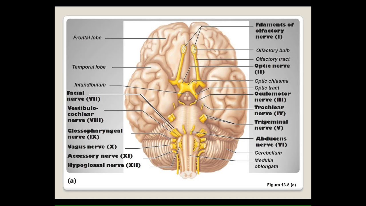 LECTURE: The Peripheral Nervous System - YouTube