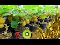 new planting technique to propagate kiwi trees from fruit.-growing fruits