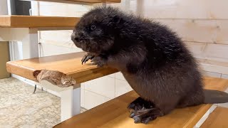 THE BEAVER GNAWED THE WHOLE HOUSE / The cat's queue to Compot