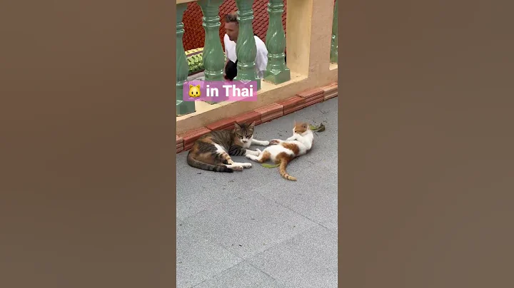 Watch the video about Thai kittens and Buddha #travel #travelstuff #thailand #buddha #cats #thaicats
