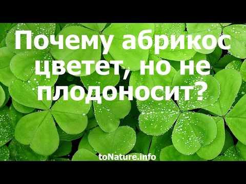 Почему абрикос цветет, но не плодоносит?