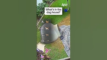 Did you guess correctly? 😜 #afv #funny #shorts