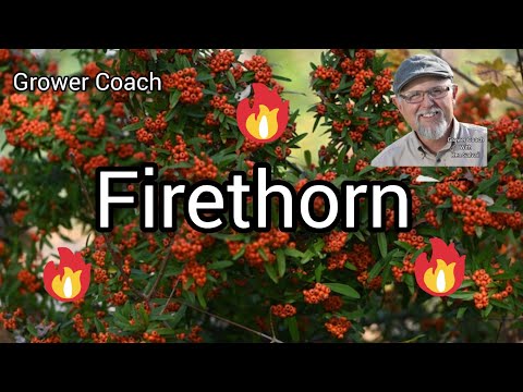 Video: Piante Firethorn - Coltivare arbusti Firethorn nel paesaggio